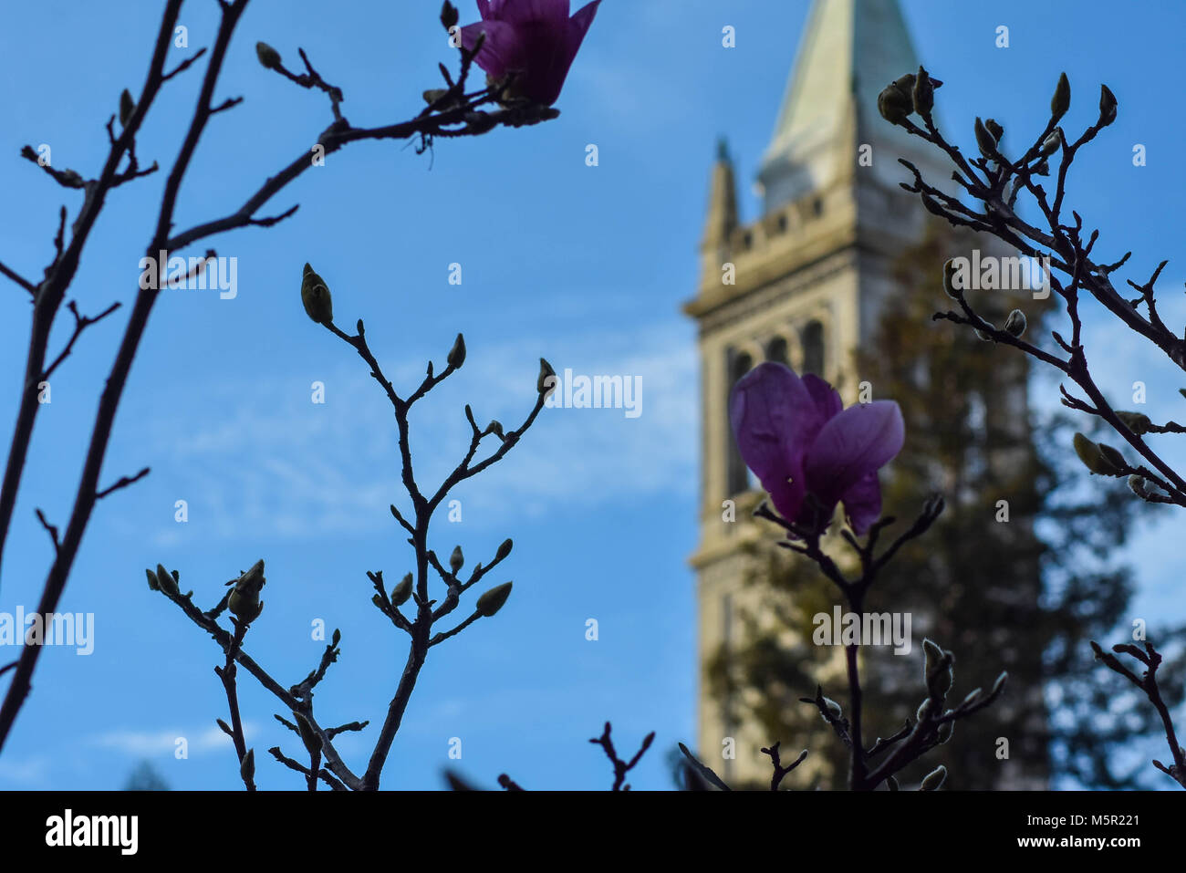 UC Berkeley il bellissimo campus contiene bellezza naturale e architettonica in uguale misura. Foto Stock