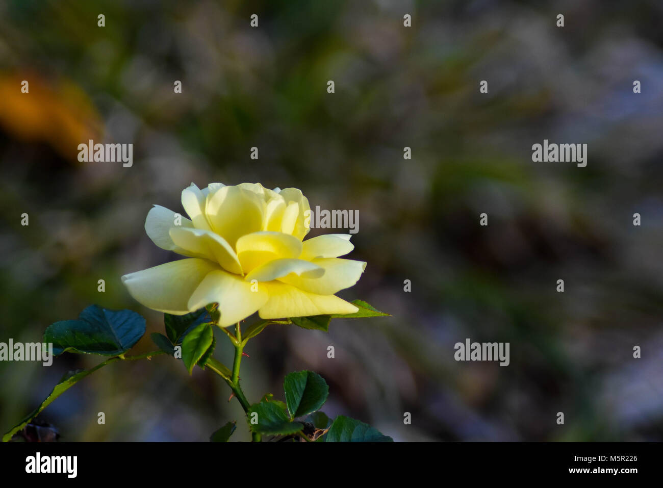 UC Berkeley il bellissimo campus contiene bellezza naturale e architettonica in uguale misura. Foto Stock