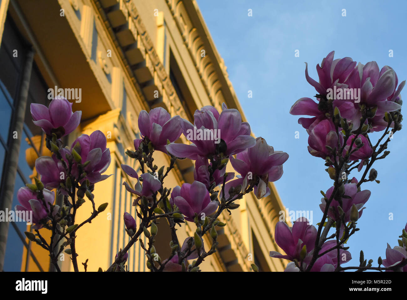 UC Berkeley il bellissimo campus contiene bellezza naturale e architettonica in uguale misura. Foto Stock