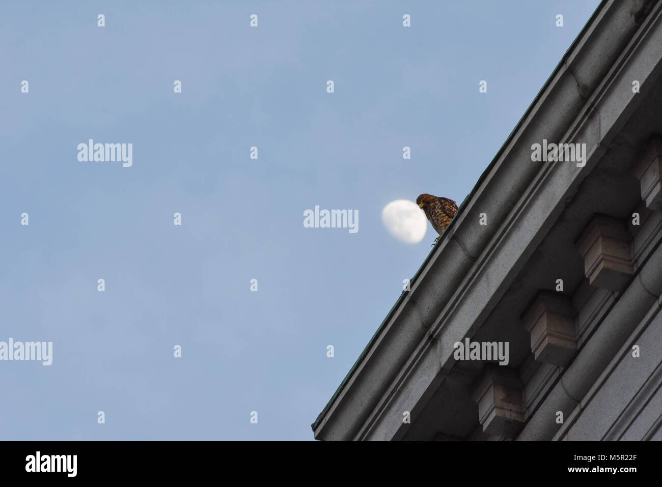 UC Berkeley il bellissimo campus contiene bellezza naturale e architettonica in uguale misura. Foto Stock