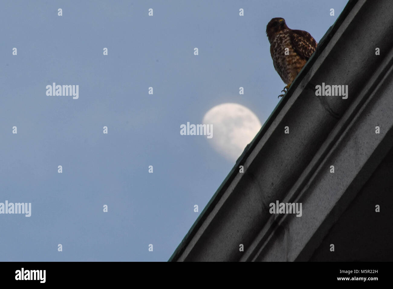 UC Berkeley il bellissimo campus contiene bellezza naturale e architettonica in uguale misura. Foto Stock