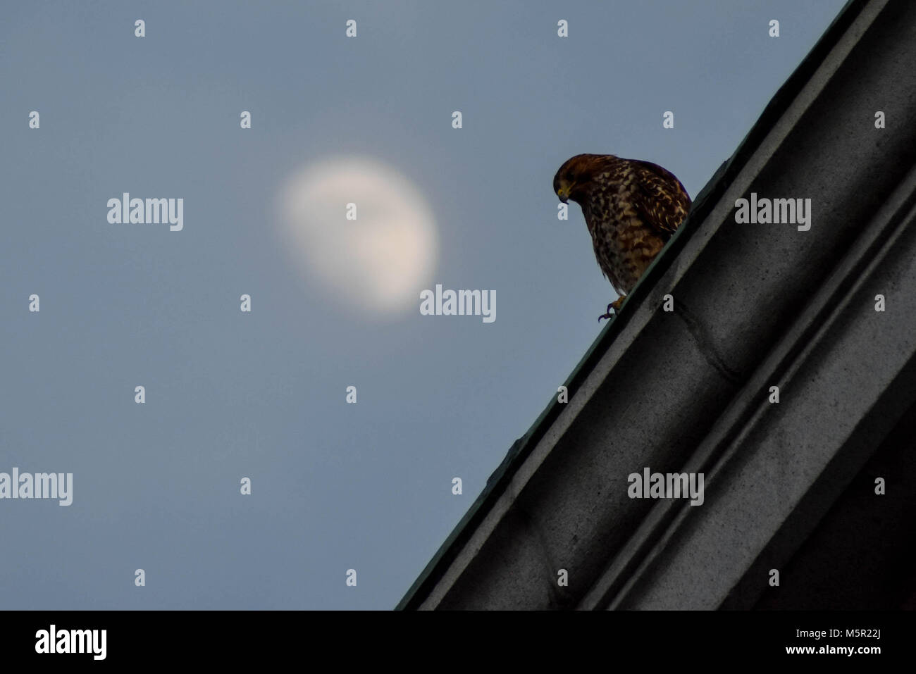 UC Berkeley il bellissimo campus contiene bellezza naturale e architettonica in uguale misura. Foto Stock
