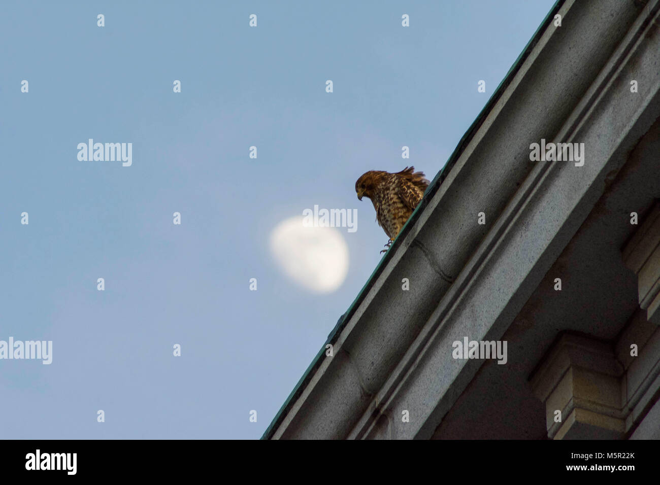 UC Berkeley il bellissimo campus contiene bellezza naturale e architettonica in uguale misura. Foto Stock