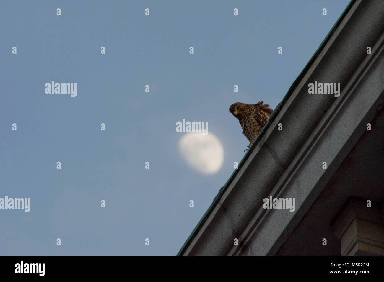 UC Berkeley il bellissimo campus contiene bellezza naturale e architettonica in uguale misura. Foto Stock