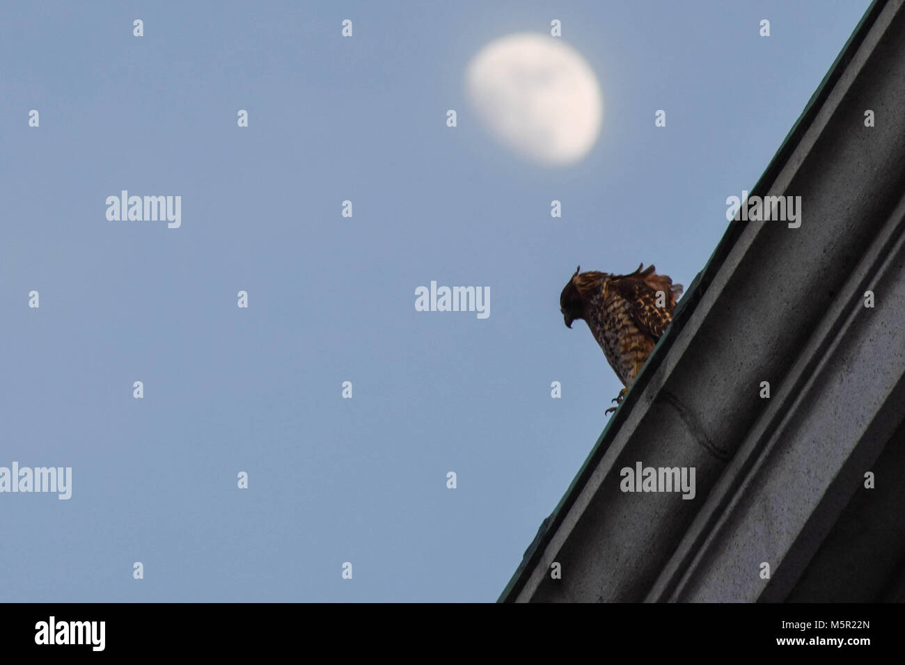 UC Berkeley il bellissimo campus contiene bellezza naturale e architettonica in uguale misura. Foto Stock