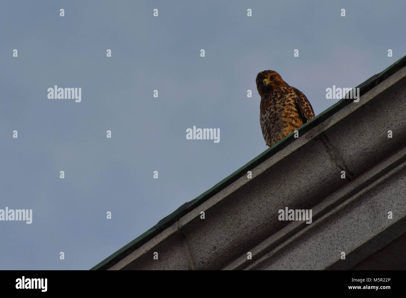 UC Berkeley il bellissimo campus contiene bellezza naturale e architettonica in uguale misura. Foto Stock