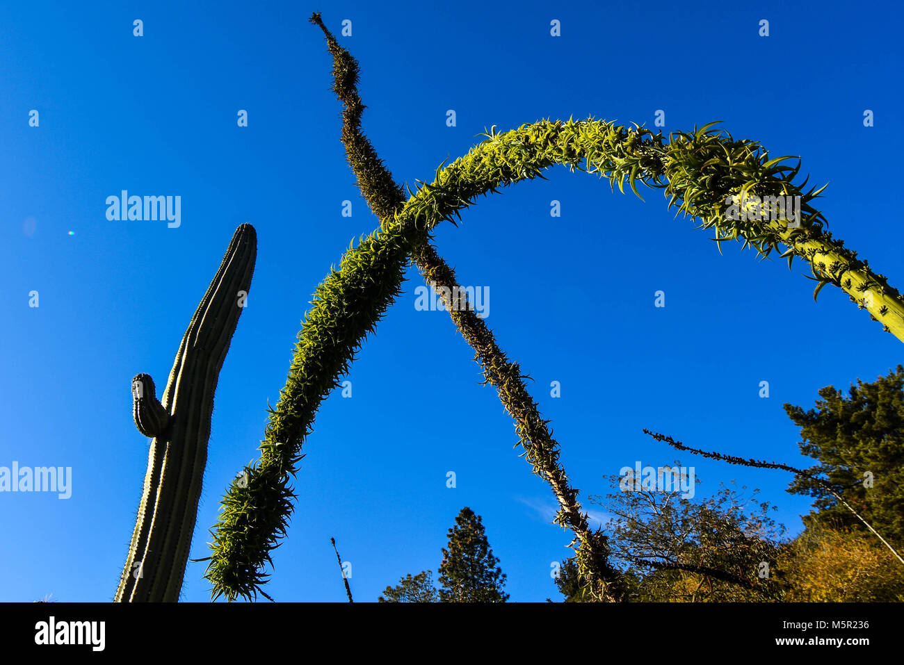 La UC Berkeley Botanical Garden è un incredibile fonte di bellezza naturale del campus e mette in mostra una varietà di originali e non originali di vita della pianta. Foto Stock