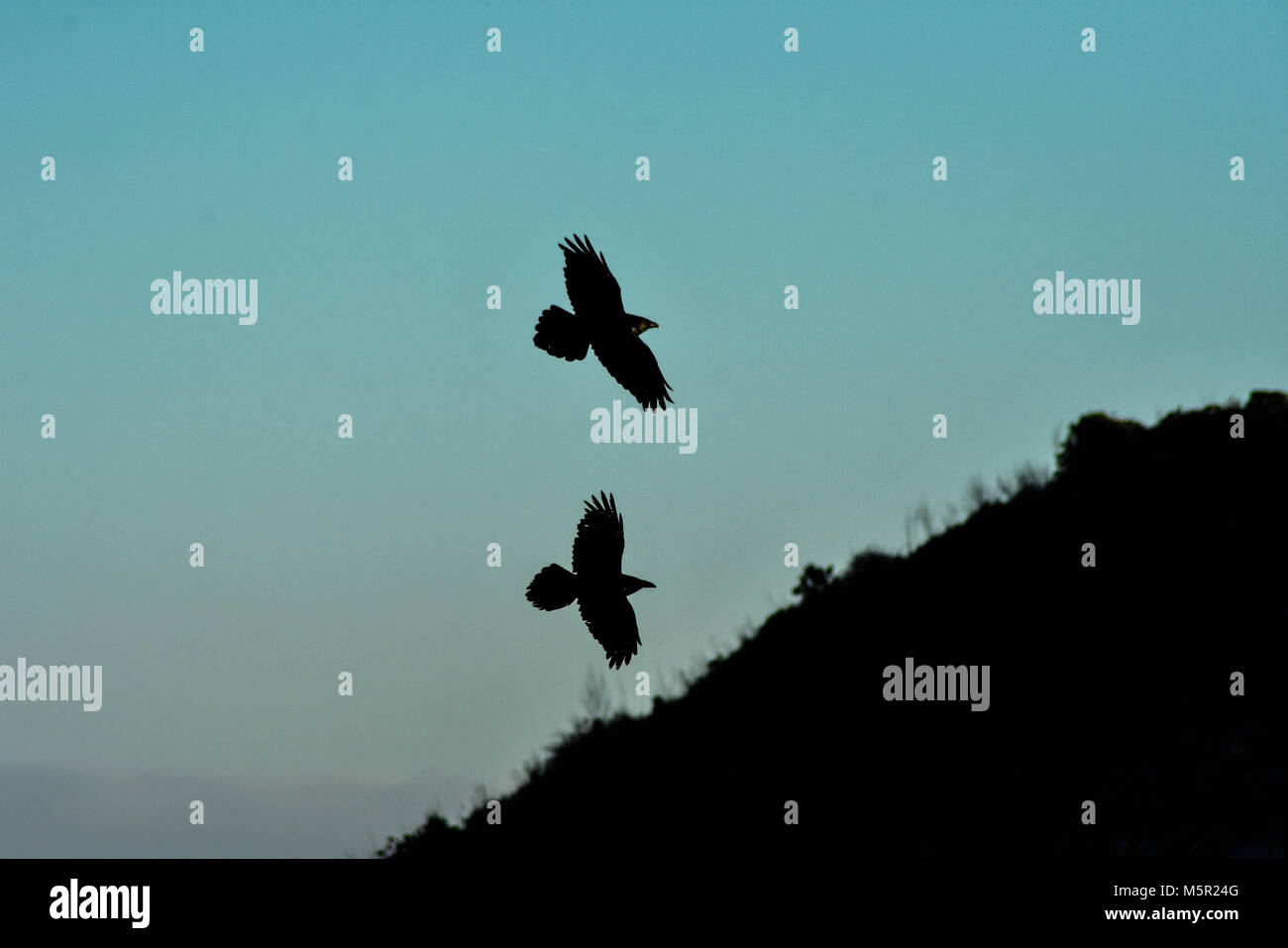 Corvi sono una delle tante specie di uccelli che si trovano nella zona della baia di bellissimi Promontori Marin. Foto Stock