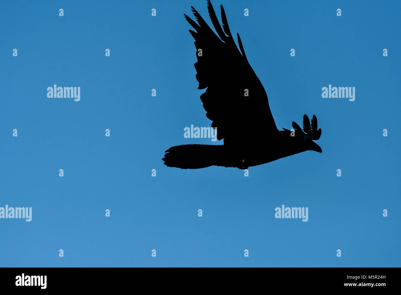Corvi sono una delle tante specie di uccelli che si trovano nella zona della baia di bellissimi Promontori Marin. Foto Stock