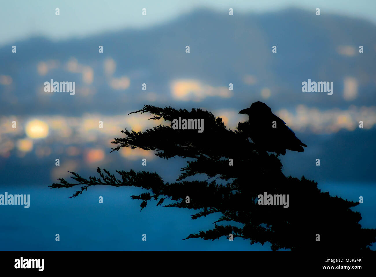 Corvi sono una delle tante specie di uccelli che si trovano nella zona della baia di bellissimi Promontori Marin. Foto Stock