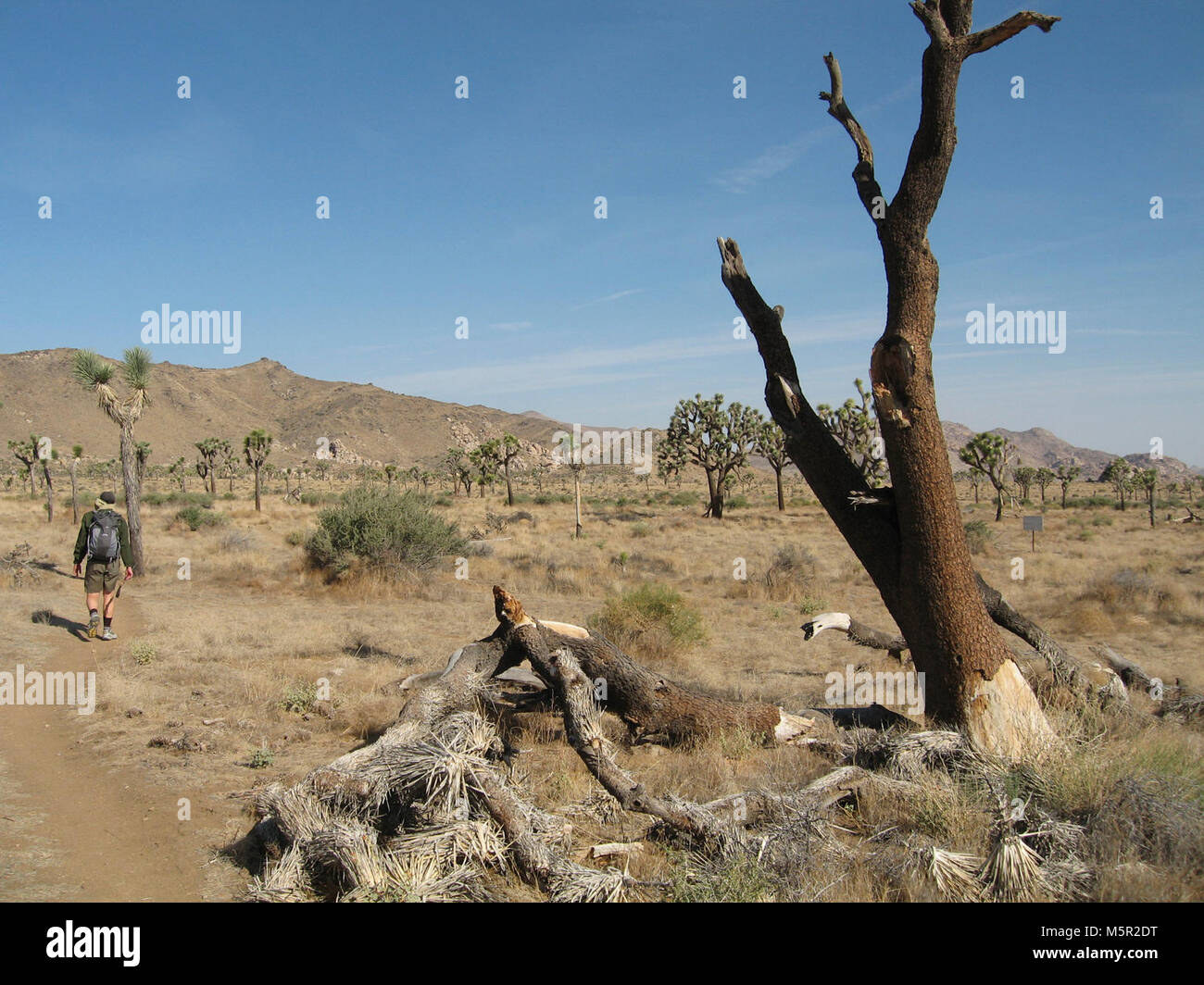 Dead Joshua tree (Yucca brevifolia); Stubbe molle Trail . Foto Stock