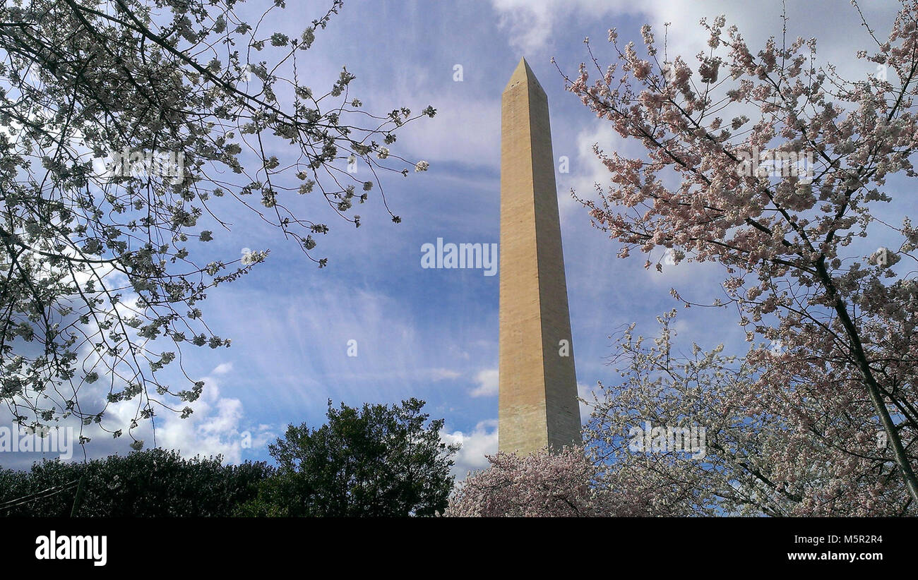 Molla precedente il Calore . La capitale della nostra nazione, è un regolare destinazione per turisti tutto l'anno, ma il Cherry Blossom Festival di Primavera è particolarmente popolare. Potremmo non normalmente pagare che molta attenzione per le date esatte di primavera fiorisce nella nostra vita quotidiana, ma i ricercatori hanno trovato che in media, la molla è in arrivo ora precedente rispetto al mid-1900s. Foto Stock