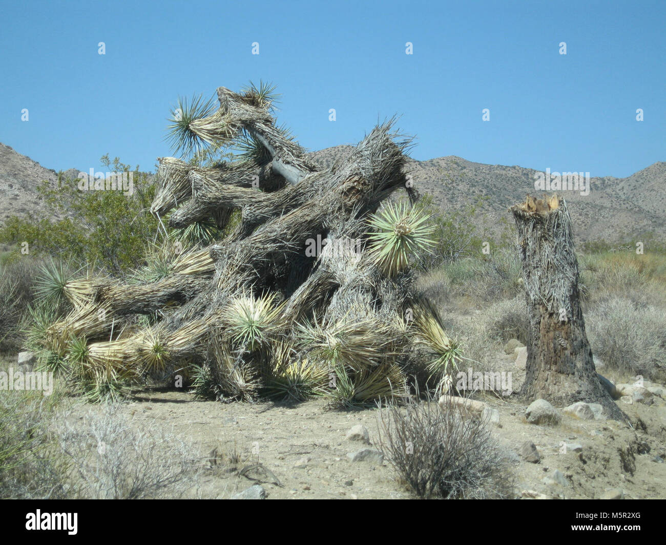 Caduto Joshua tree (Yucca brevifolia); Pleasant Valley . Foto Stock