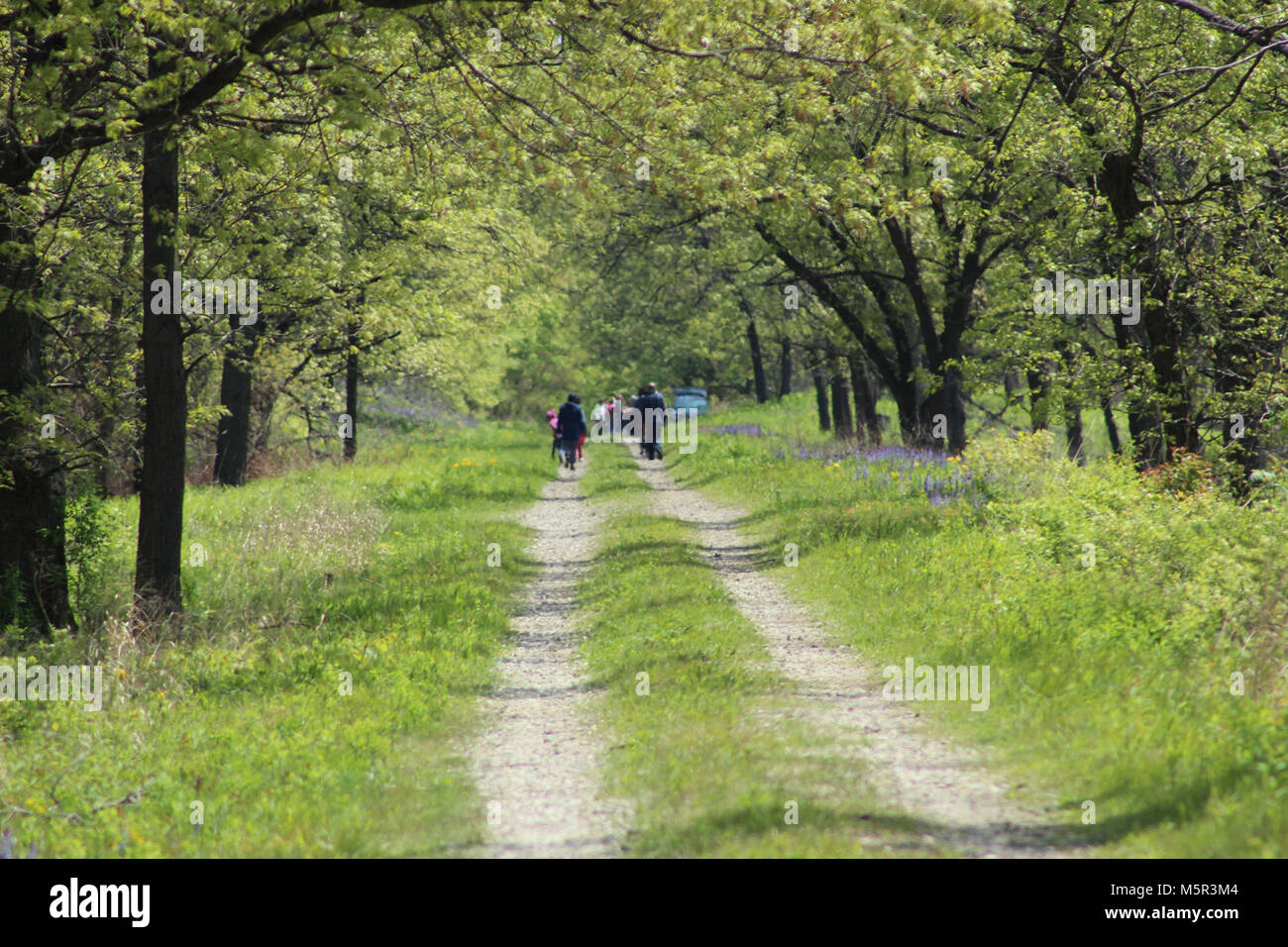 IMG . I boschi di latifoglie che circondano le dune di Indiana Dunes National Lakeshore. Foto Stock
