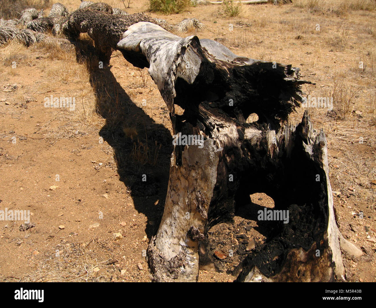 Joshua tree (Yucca brevifolia) moncone; Stubbe molle Trail . Foto Stock