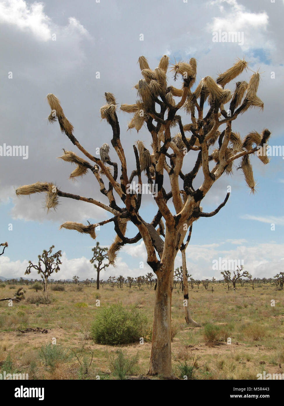 Joshua tree (Yucca brevifolia); la regina del deserto valle . Foto Stock