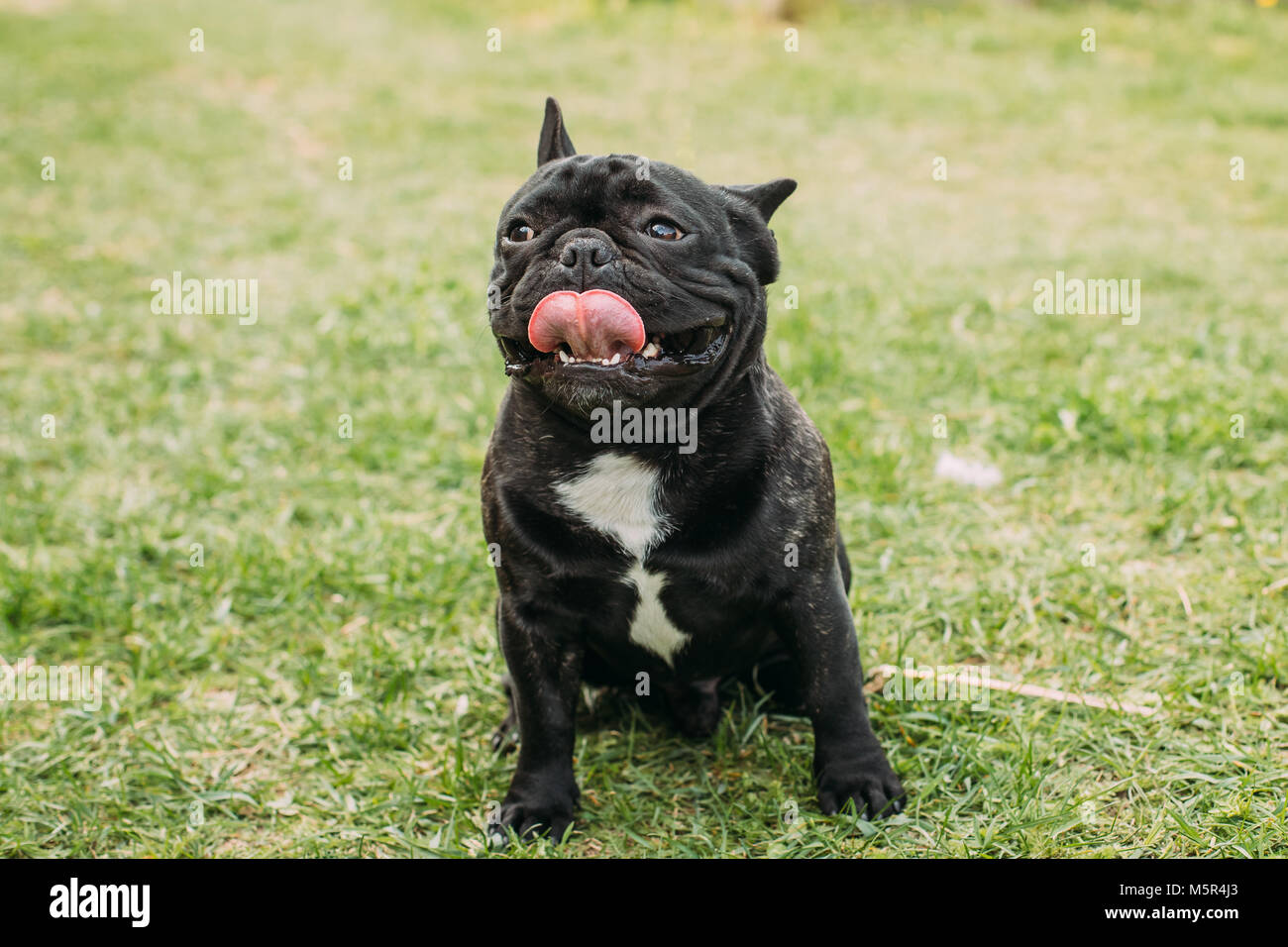 Giovane nero bulldog francese cane con un punto di colore bianco sul suo petto in erba verde, in parco all'aperto Foto Stock Giovane nero bulldog francese cane con un punto di colore bianco sul suo petto in erba verde, in parco all'aperto Foto Stock
