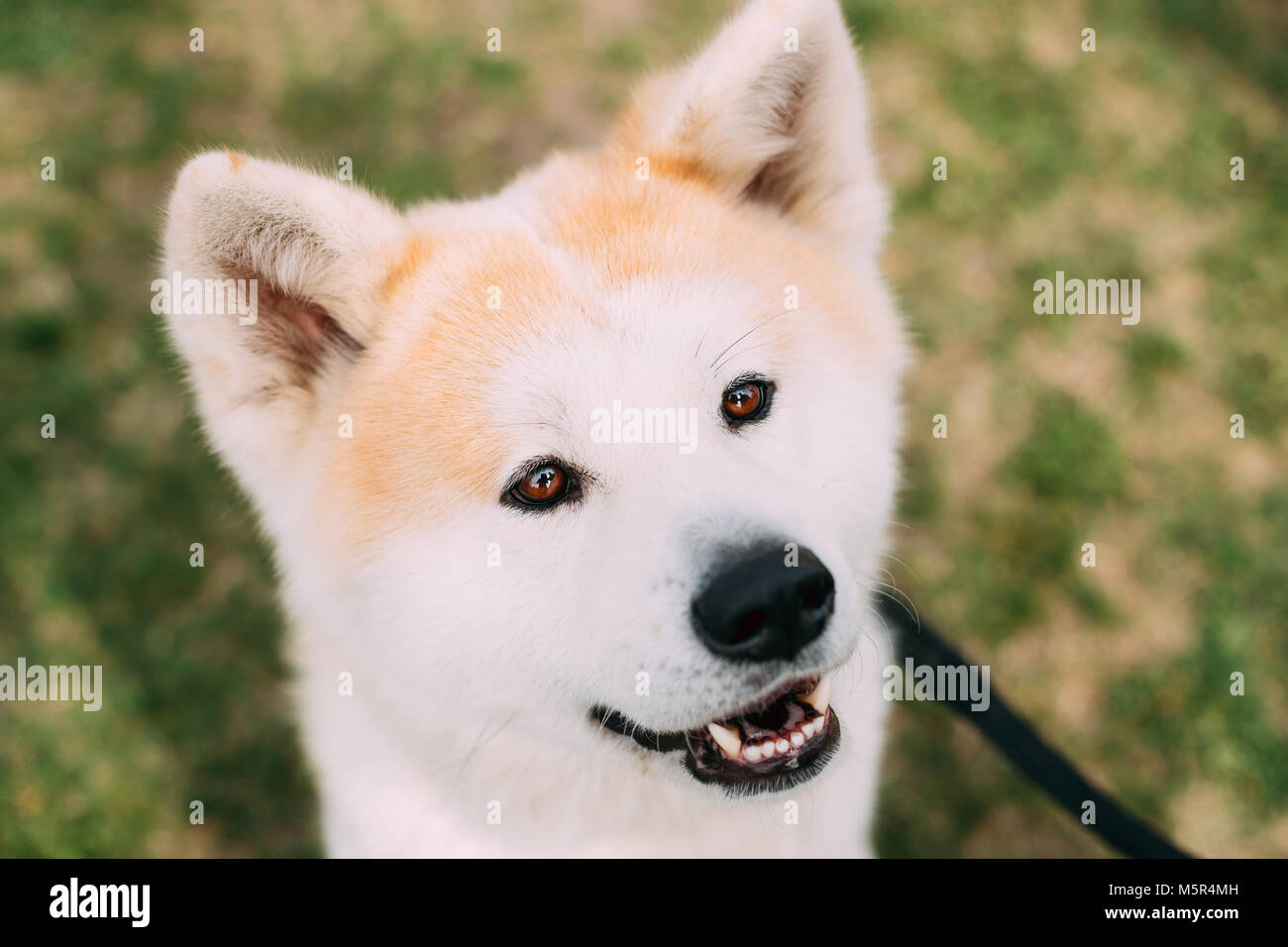 Vista ravvicinata di Akita cane o Akita Inu, giapponese Akita all'aperto. Cane sorridente. Foto Stock