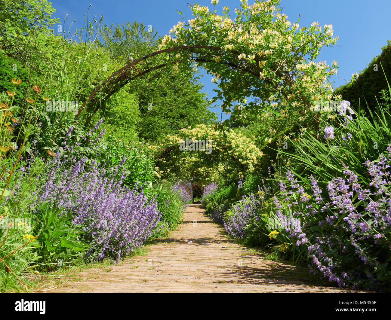 Caprifoglio archi su un percorso di giardino in una giornata di sole in un paese di lingua inglese Garden, Regno Unito. Foto Stock