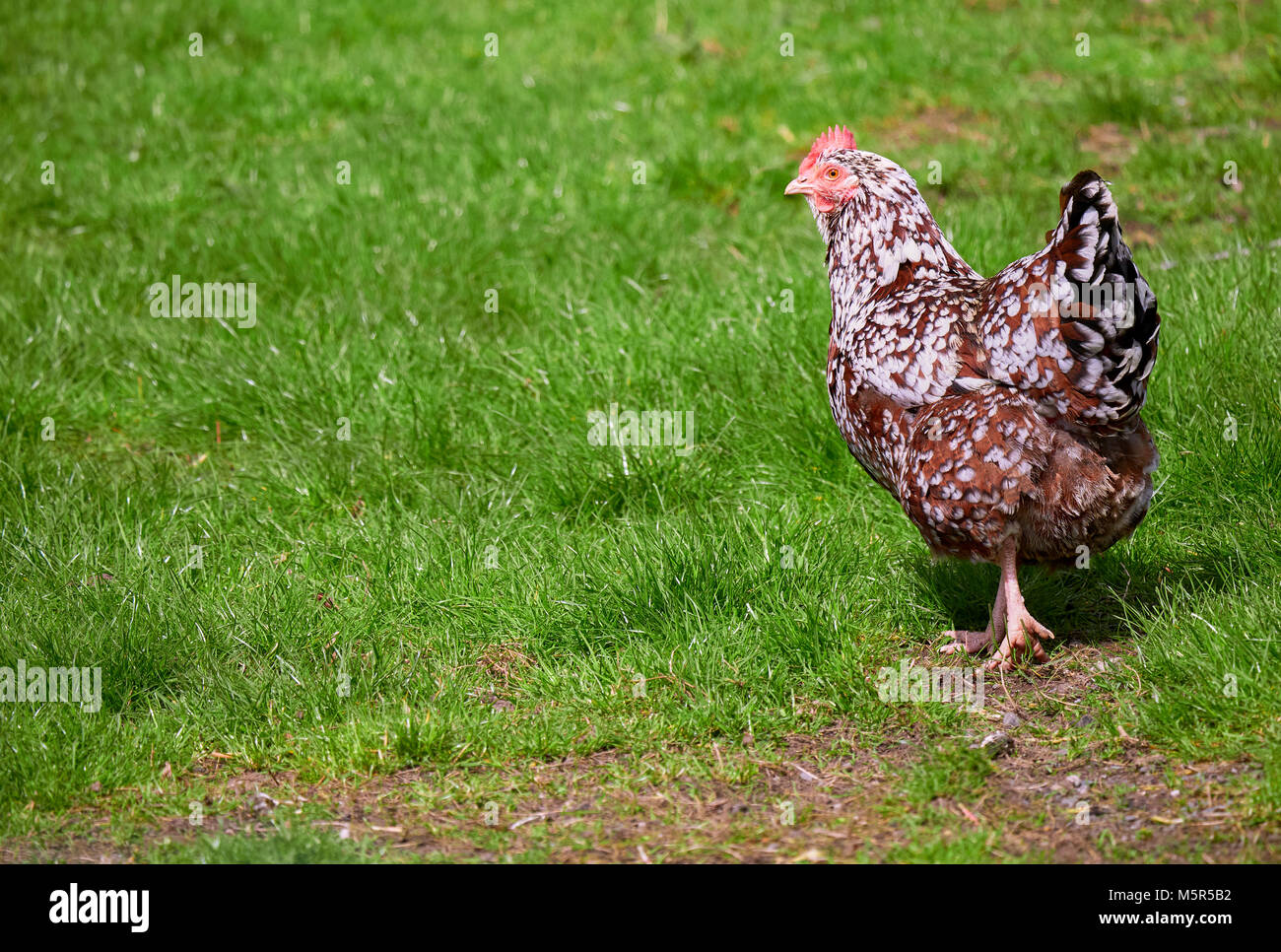 Un intervallo libero hen in verdi pascoli nella campagna inglese e su una giornata d'estate. Foto Stock