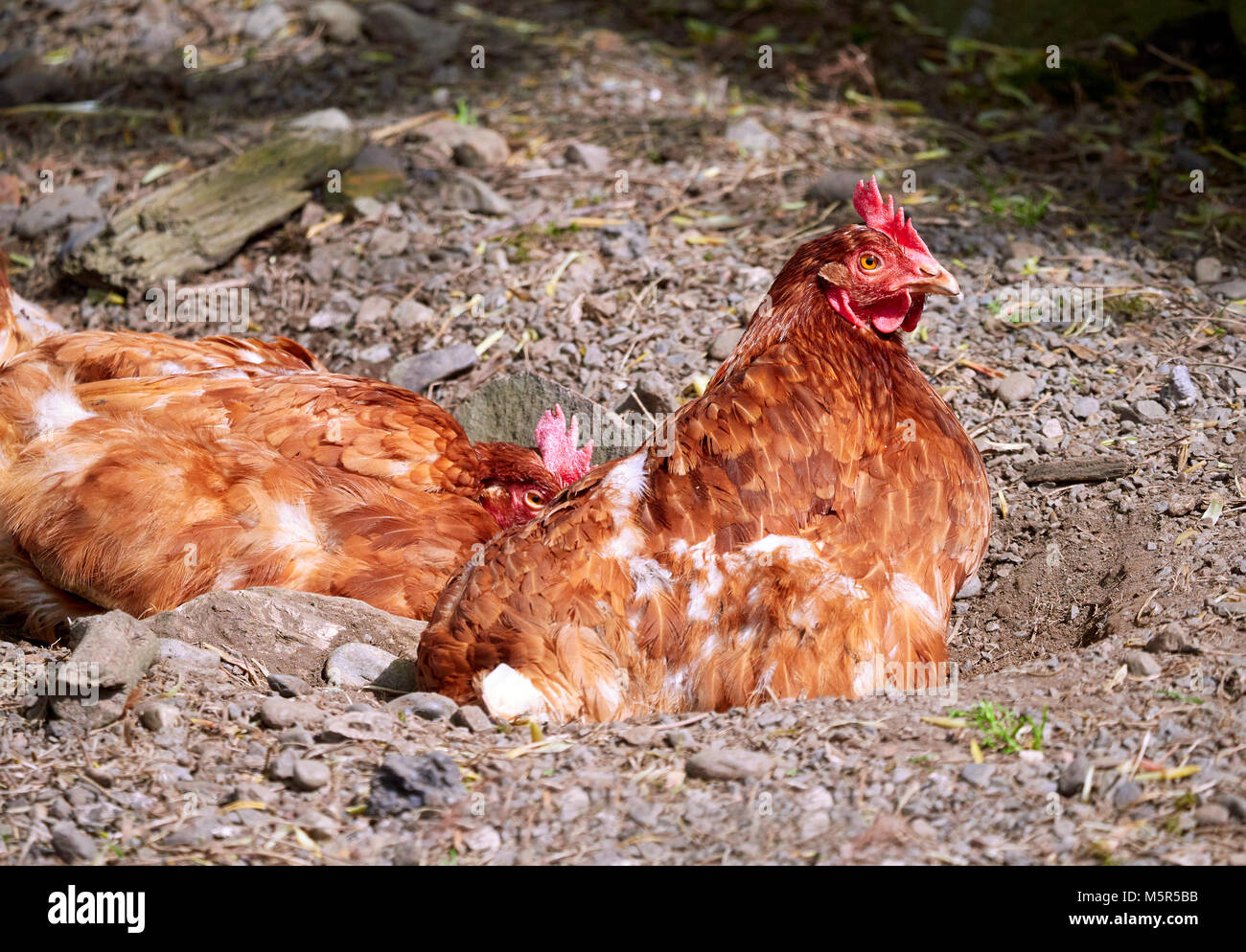 Le galline sdraiati al sole avente un bagno di polvere su terreno coltivato nella campagna inglese e su una giornata d'estate. Foto Stock