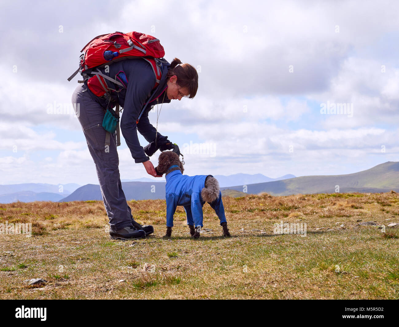 Un escursionista alimentando il loro cane alcuni biscotti di mantenere i loro livelli di energia fino a una lunga passeggiata nel Lake District inglese, UK. Foto Stock