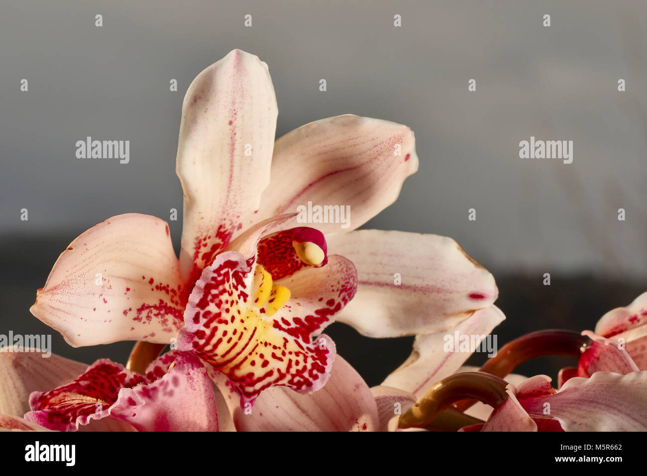 Orchidee selvatiche, Cymbidium Foto Stock