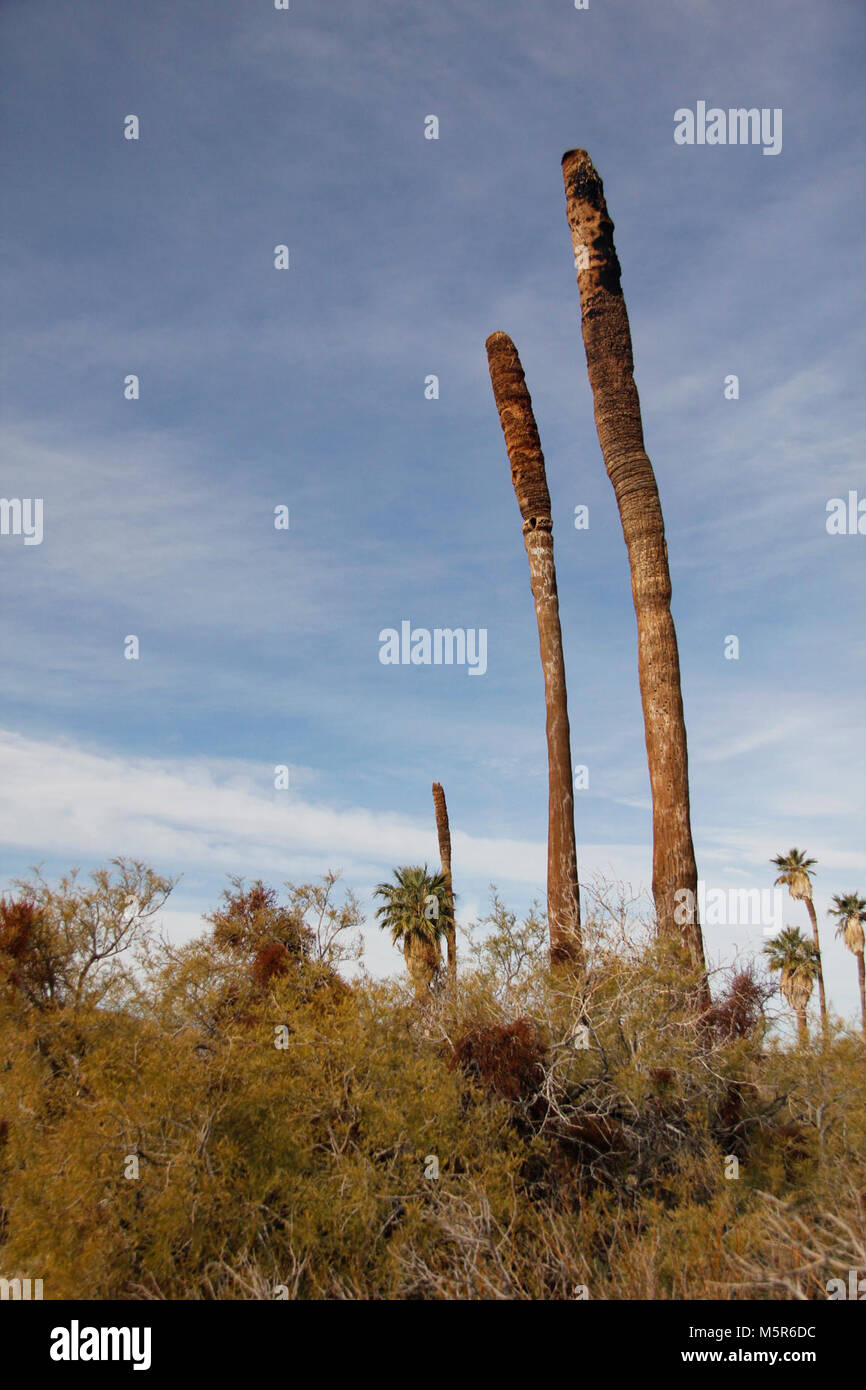 Oasi di Mara; ventinove Palms, CA . Situato dove il Pinto anomalia delle acque sotterranee permette di raggiungere la superficie, l'Oasi di Mara sostiene una densa raccolta di vita nel deserto arido. Foto Stock