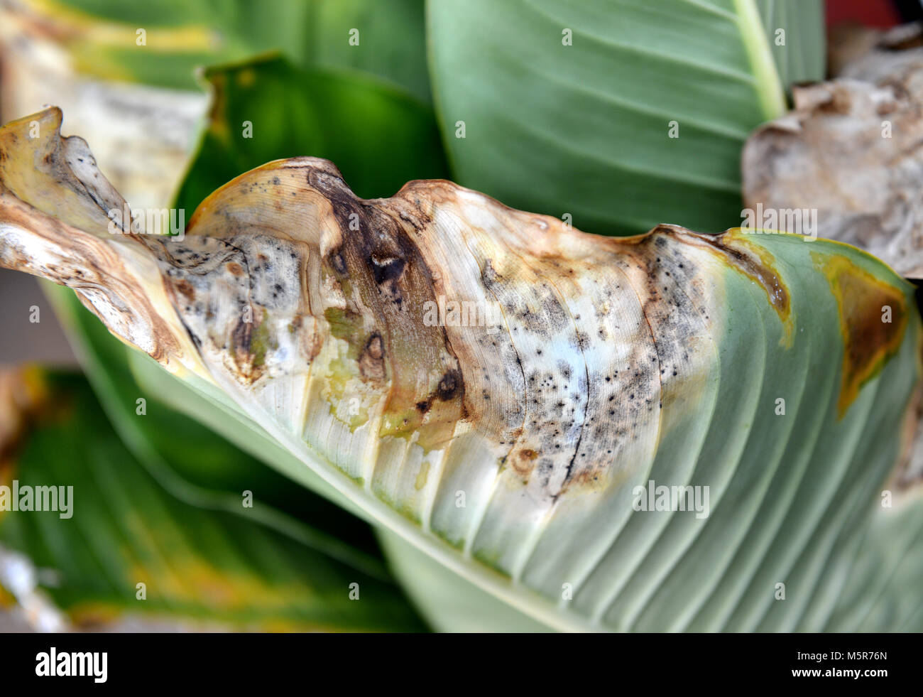Tropical rot foglie quasi a morire Foto Stock