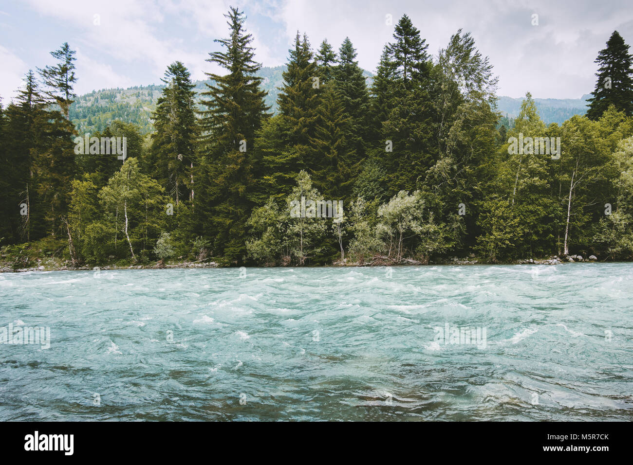 La foresta di conifere e il fiume in montagna natura selvaggia viaggio ...