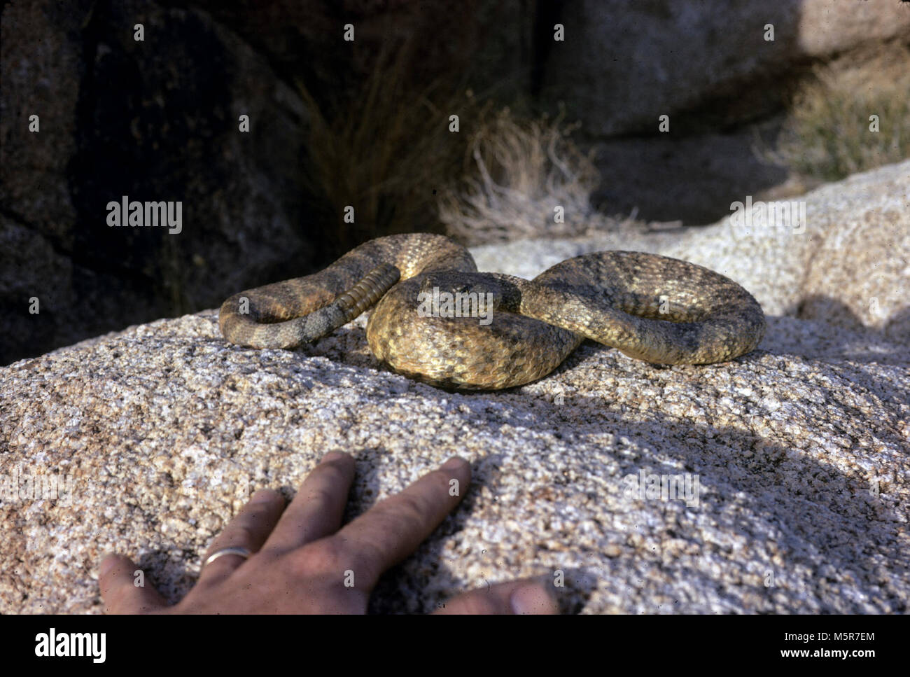 Rattlesnake Sicurezza . Non mettere le mani o piedi in luogo non si riesce a vedere. I serpenti spesso cercano il coperchio nella spaccatura e fessure. Foto Stock