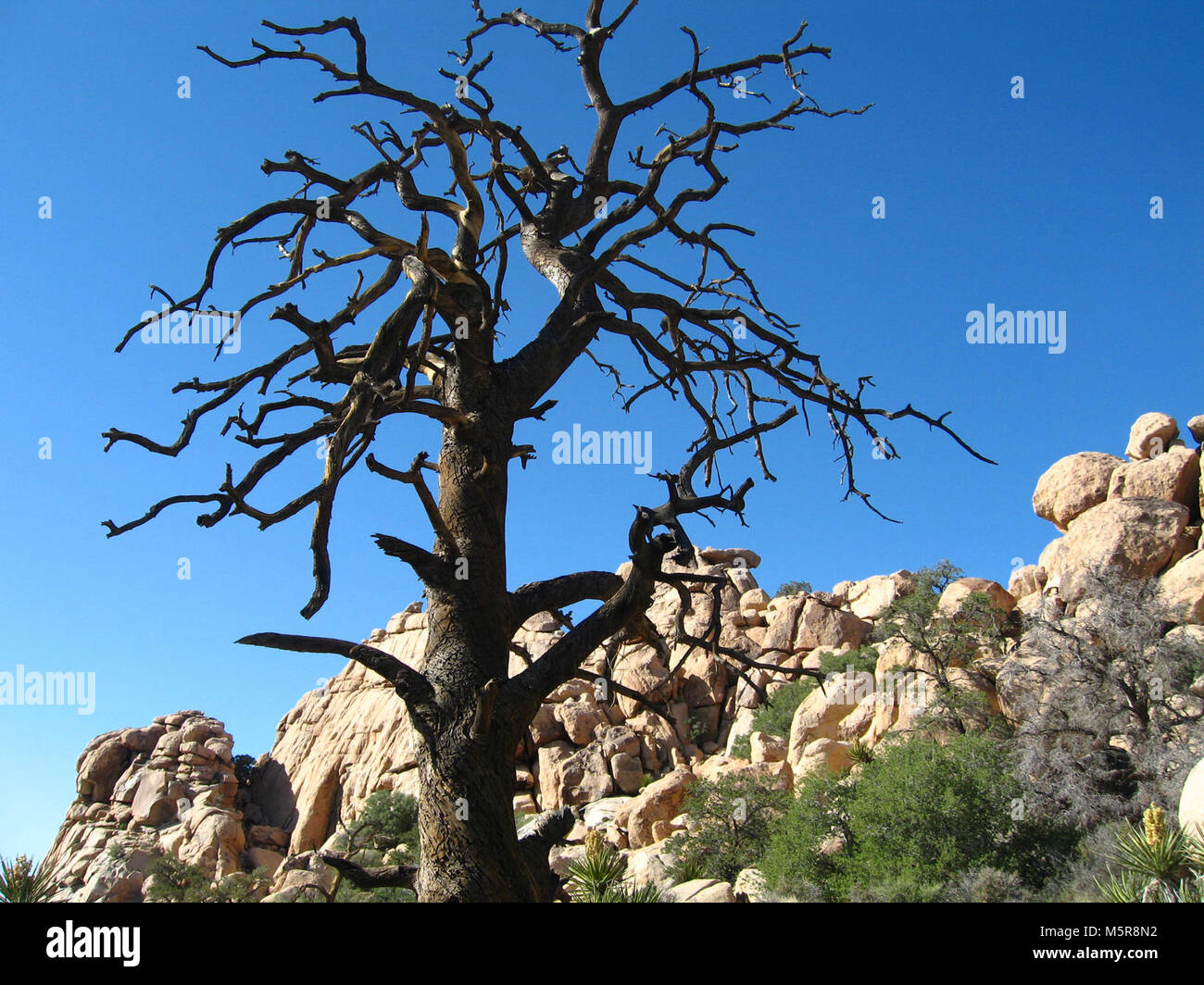 Single-leaf pine (Pinus monophylla) snag; Hidden Valley . Foto Stock