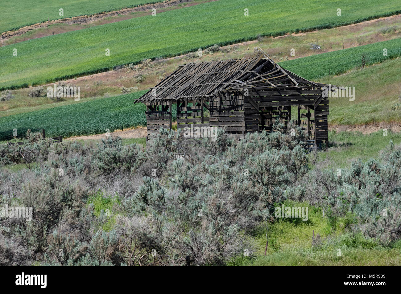 Telaio in legno di un vecchio fienile in una fattoria vicino a Wasco Oregon Foto Stock