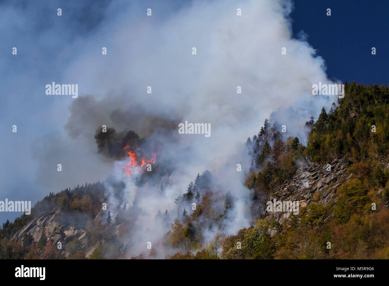 Tacca di parente di incendio di foresta, North Woodstock, New Hampshire Foto Stock