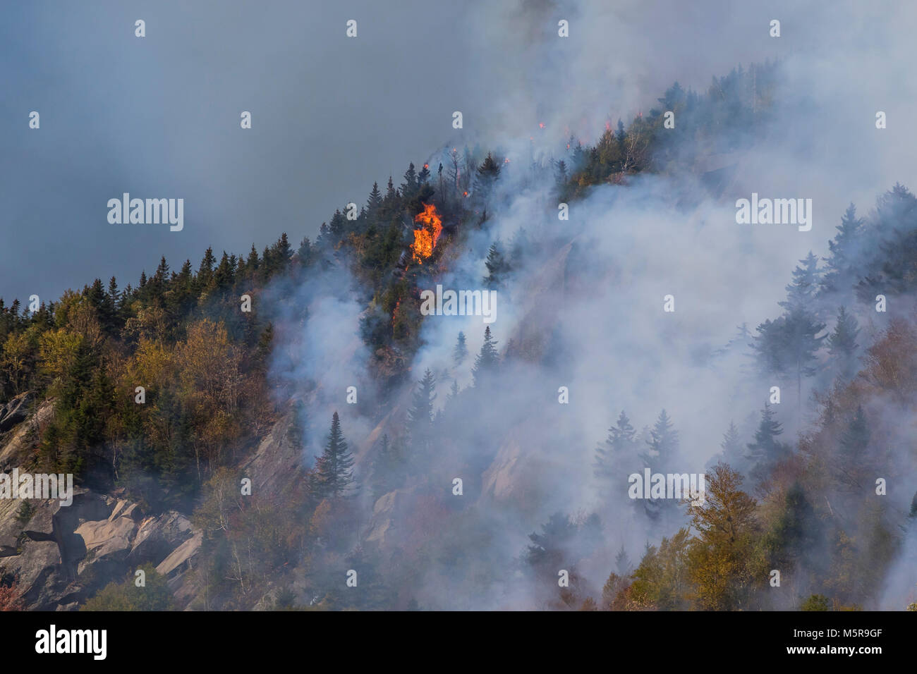 Tacca di parente di incendio di foresta, North Woodstock, New Hampshire Foto Stock