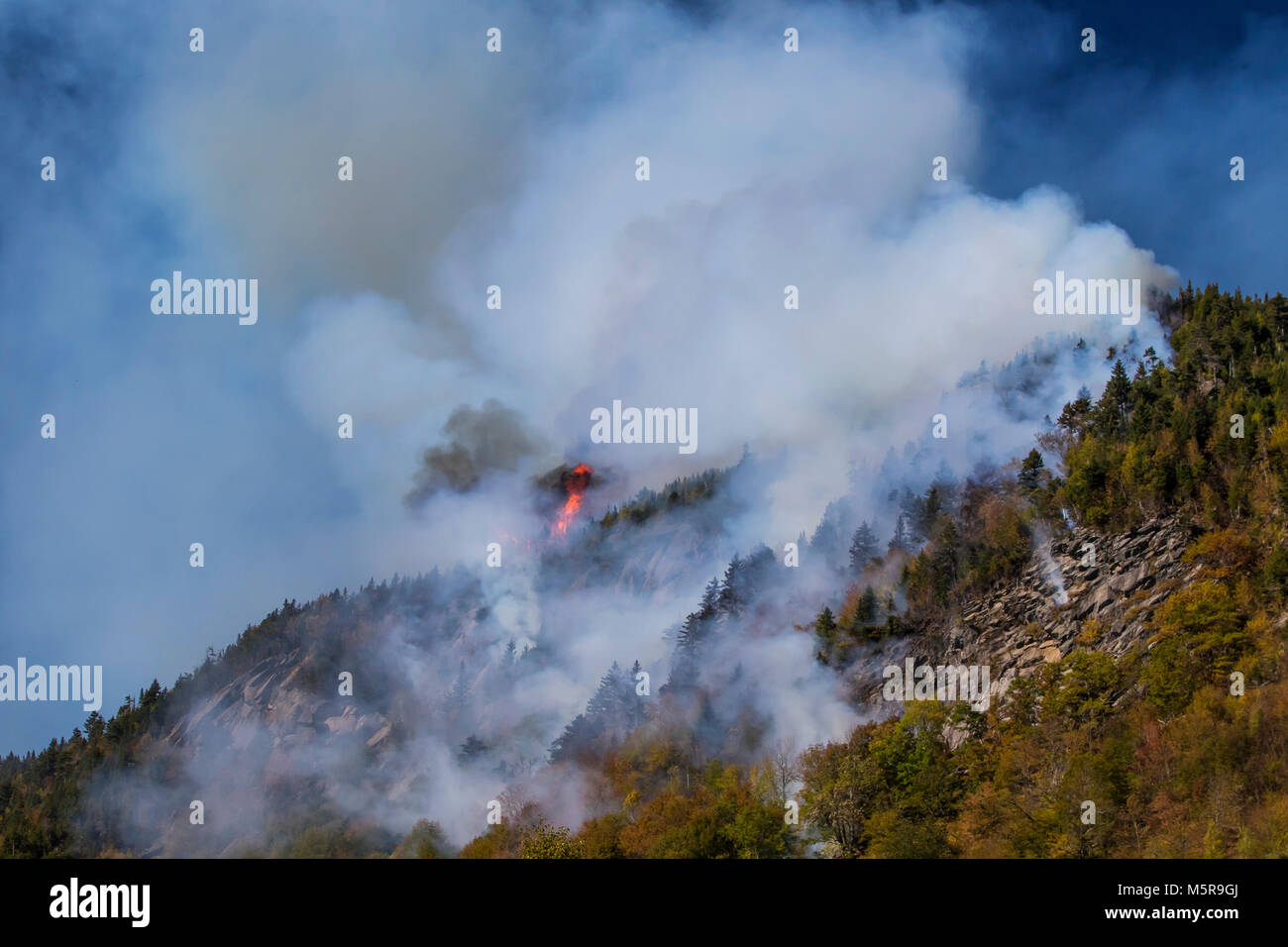 Tacca di parente di incendio di foresta, North Woodstock, New Hampshire Foto Stock