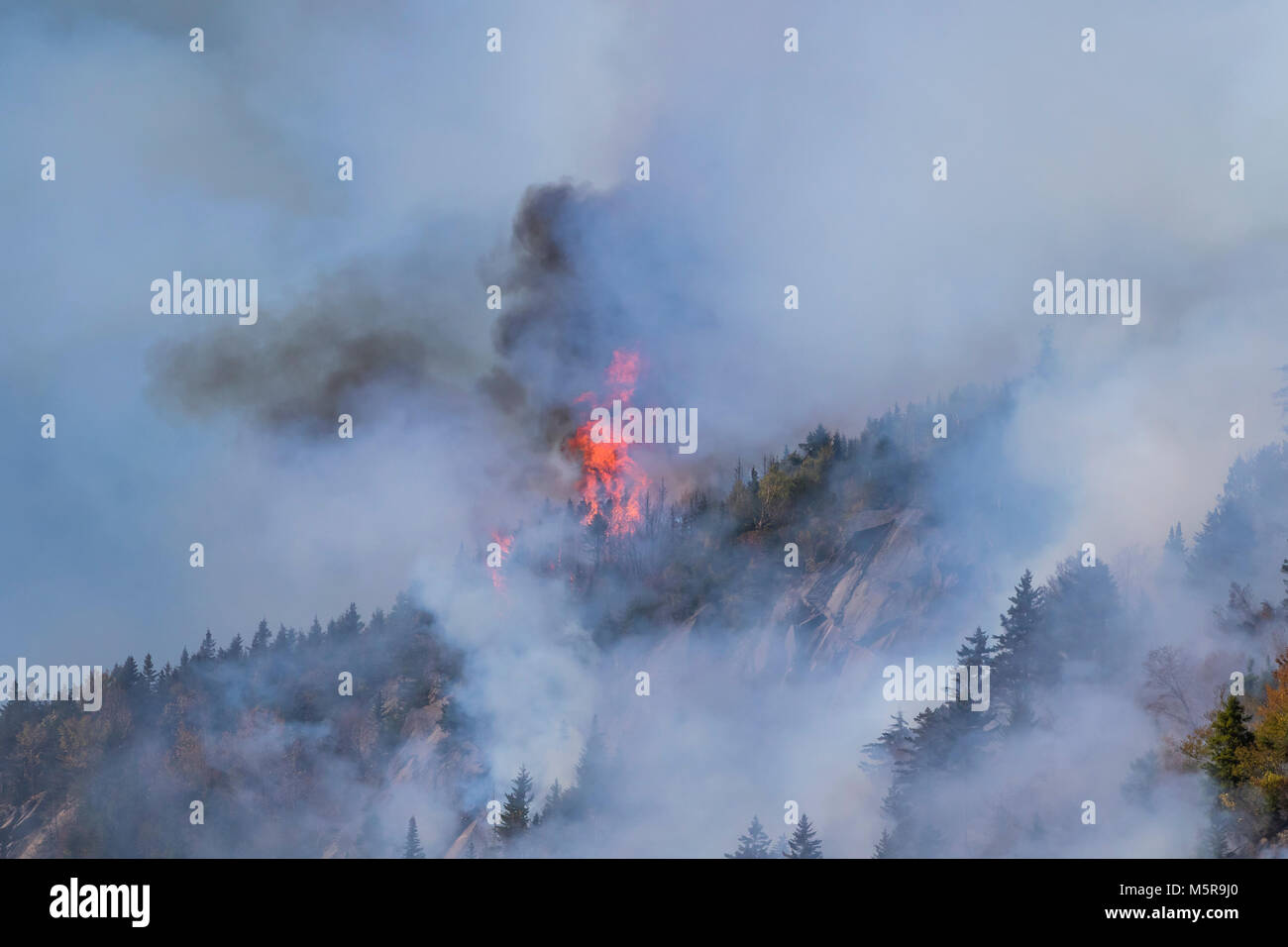 Tacca di parente di incendio di foresta, North Woodstock, New Hampshire Foto Stock