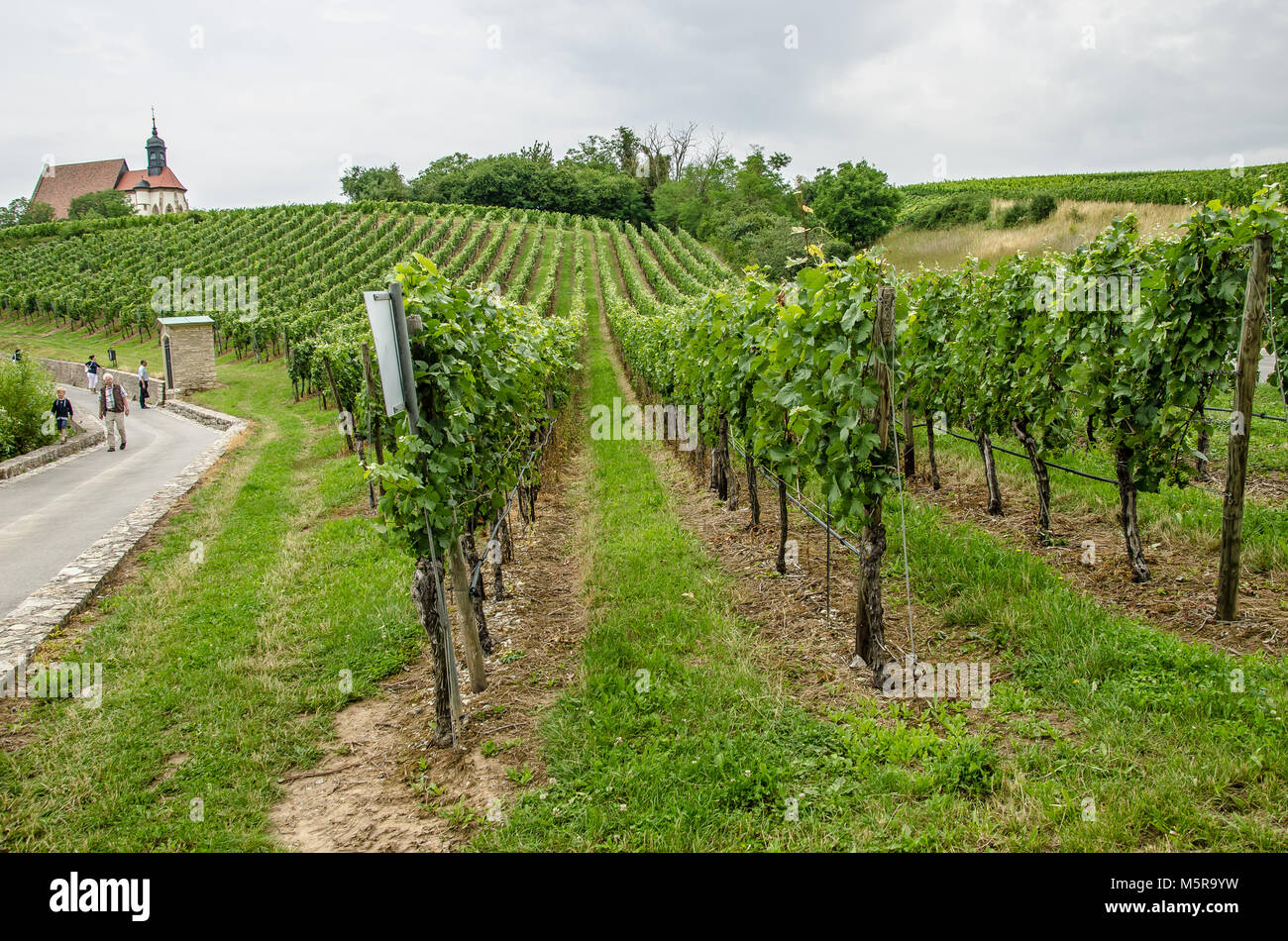 Franconia è una regione per la qualità del vino in Germania nel nord-ovest della Baviera nel distretto di Franconia. Essa è la sola regione del vino in Baviera. Foto Stock
