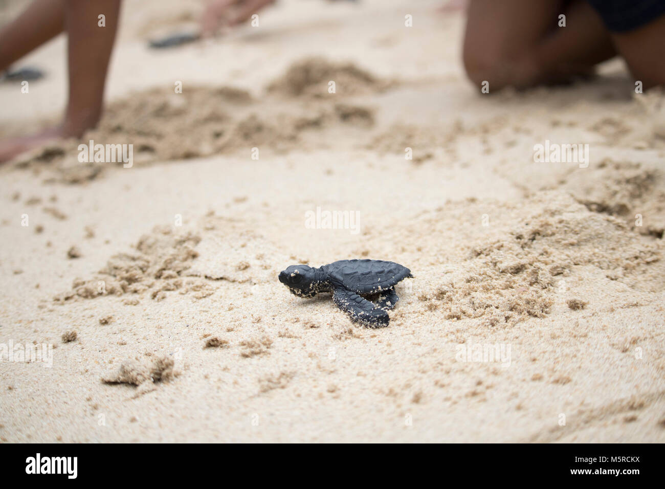 Aceh Besar, Indonesia. Il 25 febbraio, 2018. Un mare larve tartaruga provare a raggiungere oceano dopo rilasciato in una spiaggia nella provincia di Aceh Besar Regency, provincia di Aceh, Indonesia. In questo caso, come molti come 50 le tartarughe di mare che ha protetto la legge indonesiana sono liberati. Credito: Abdul Hadi Firsawan/Pacific Press/Alamy Live News Foto Stock