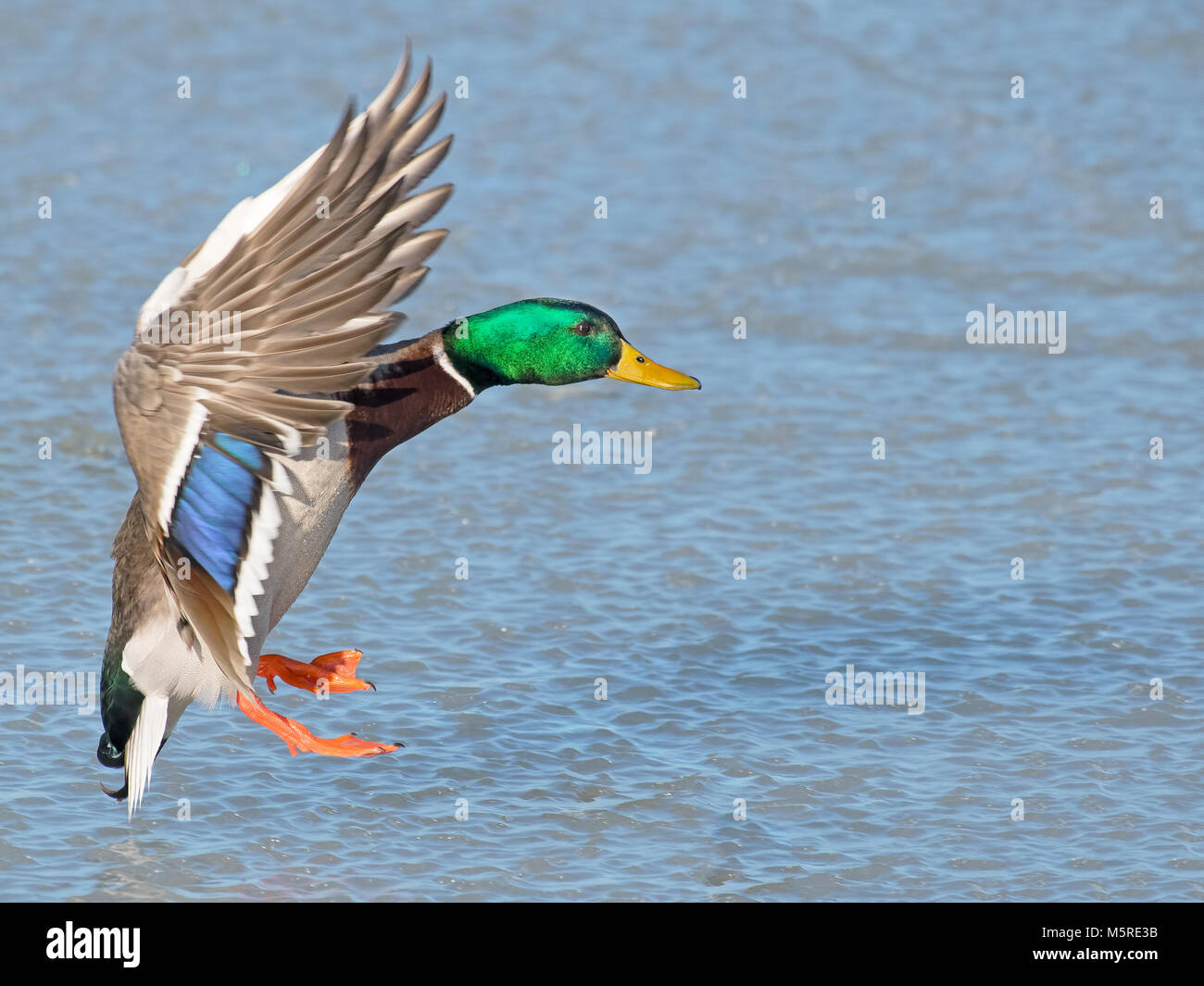 Maschio di Mallard Duck in volo Foto Stock