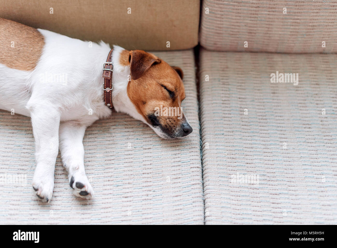 Carino jack russell cane dorme sul divano. Cane o di appoggio avente una siesta, fantasticando. Foto Stock
