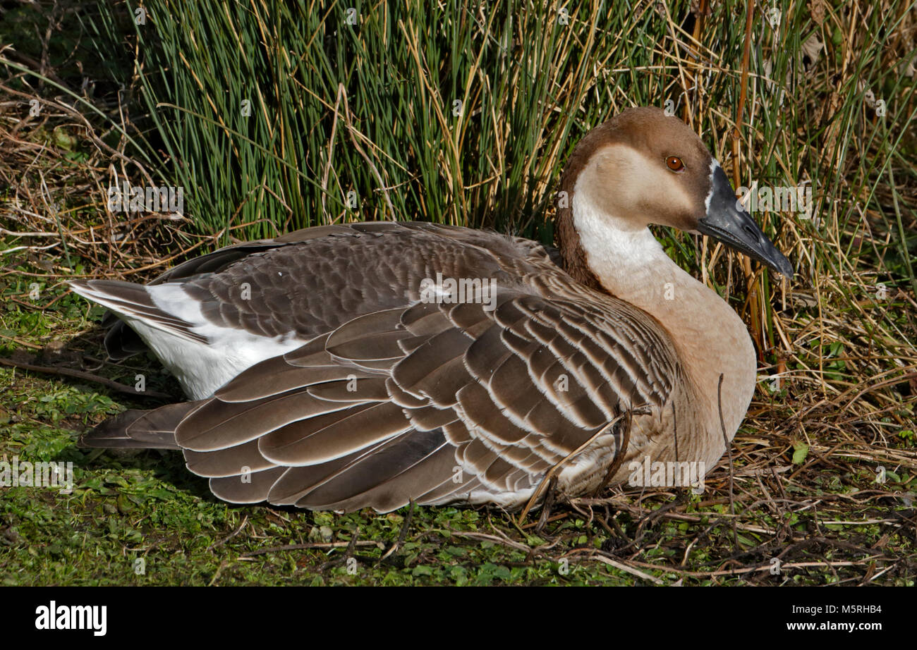 Swan Goose (Anser cygnoides), WWT Arundel, West Sussex, in Inghilterra Foto Stock