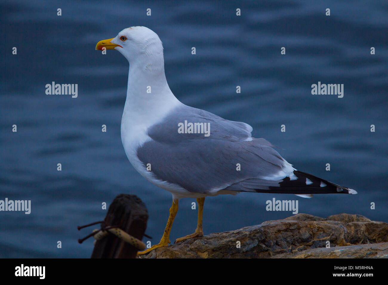 Seagull in Istanbul Foto Stock