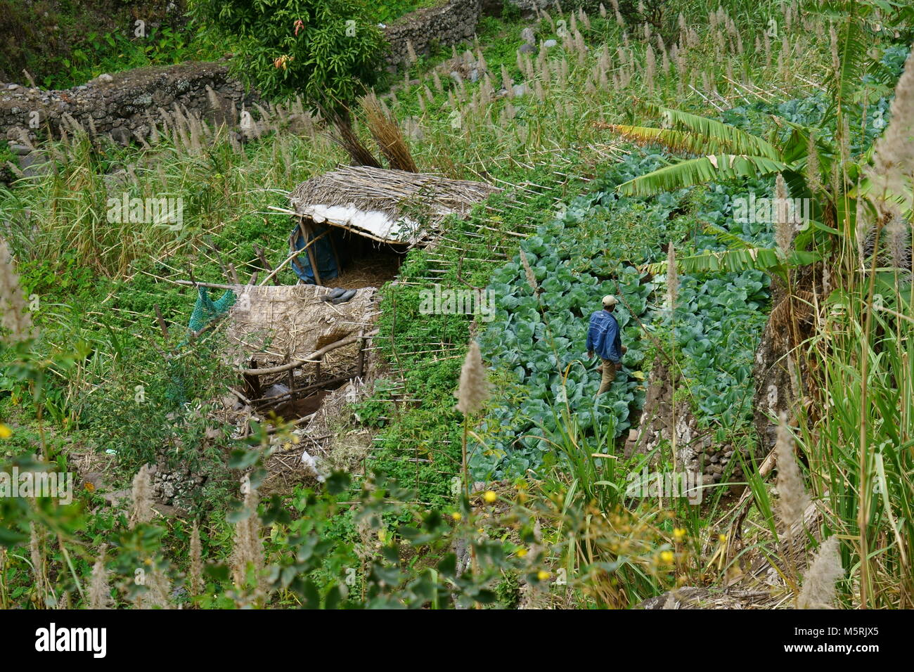 Agricoltore lavora sul suo campo, Valle Paolo, Santo Antão, Capo Verde Foto Stock