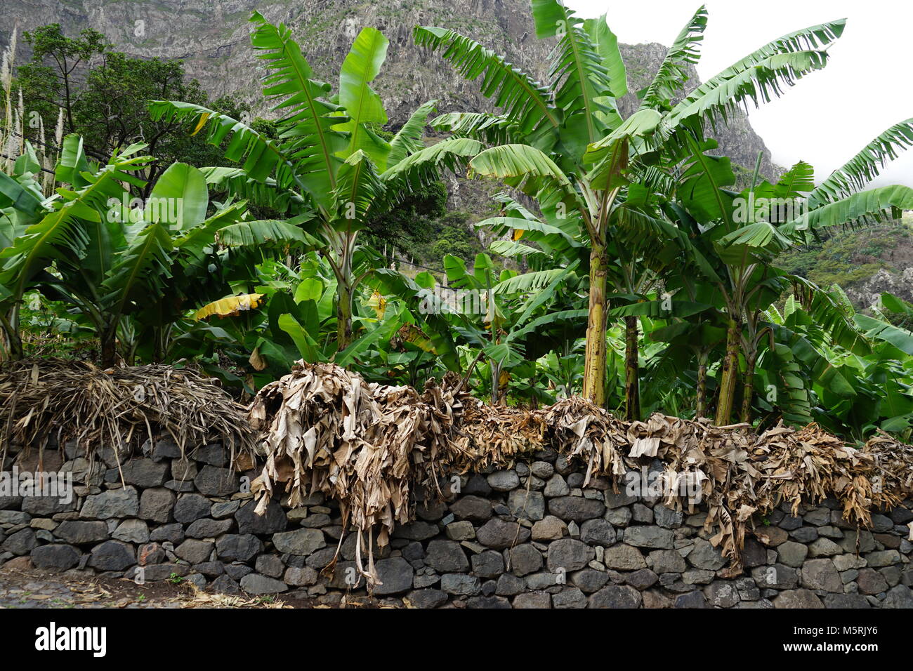 Piante di banana, Valle Paolo, Santo Antão, Capo Verde Foto Stock