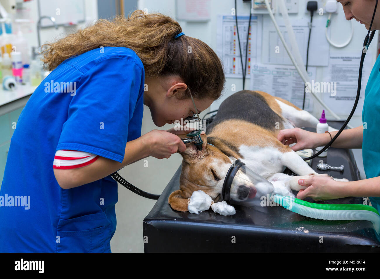 Un chirurgo veterinario esamina l'orecchio di un cane in un ambulatorio veterinario Foto Stock