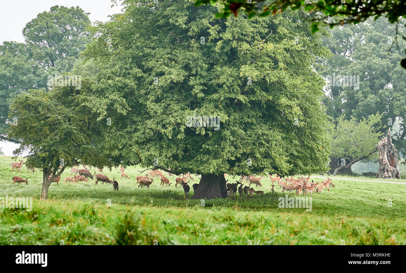 Daini bucks e il DOE rifugiandosi sotto grandi alberi dalle foglie verdi in aperta campagna in Inghilterra, Regno Unito. Foto Stock