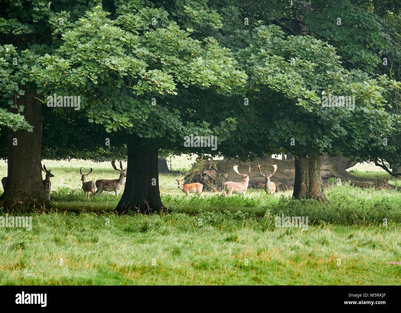 Daini rifugiandosi sotto gli alberi del bosco nella campagna inglese Foto Stock