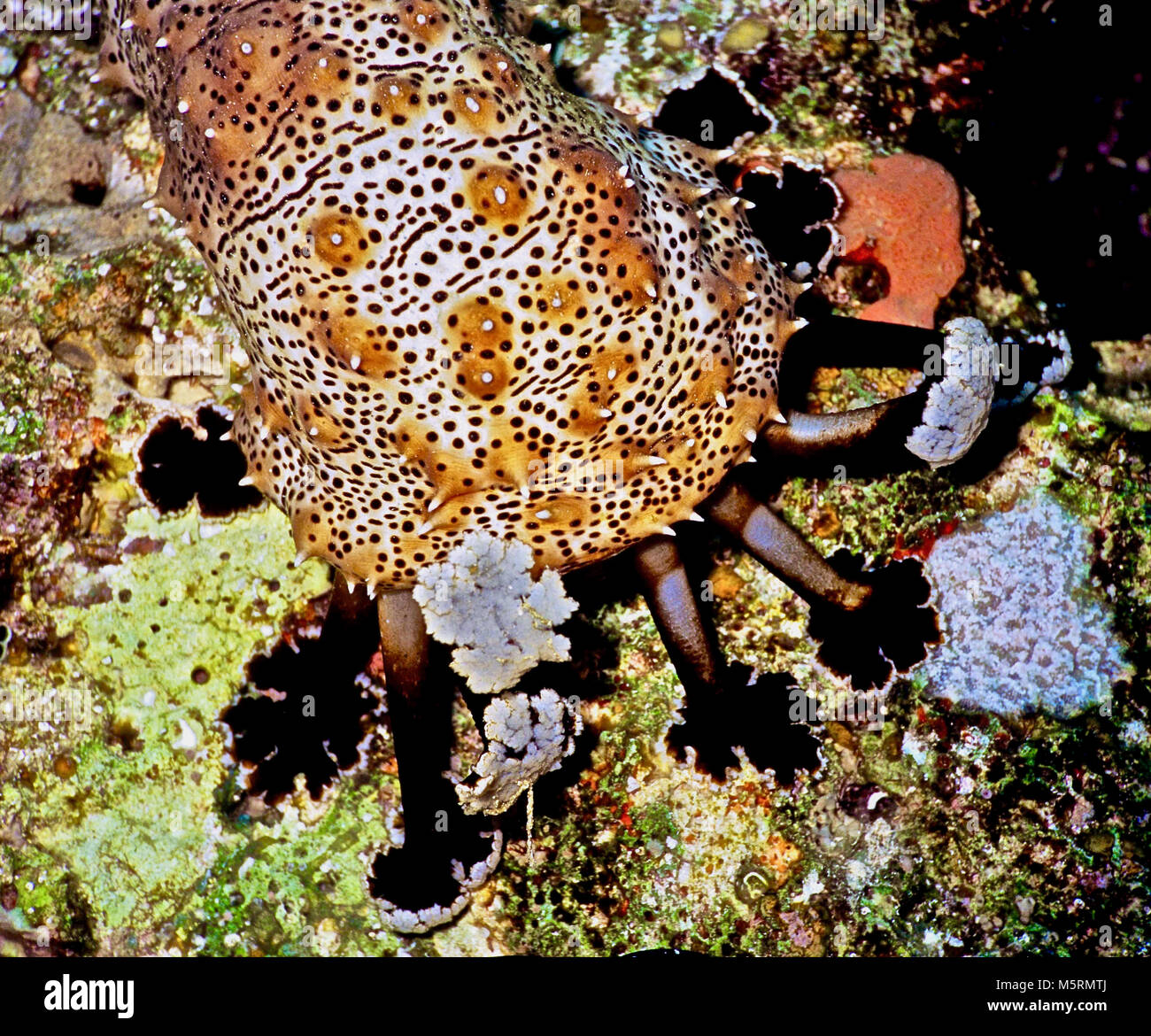 Questo è un ritratto di close-up di la parte anteriore di un adulto cetriolo marittimo (Pearsonothuria graeffei: 30 cm. lungo): un holothurian. Esso mostra la zona intorno alla bocca, il quale è circondato da paddle-come tentacoli. Queste sono di colore nero sulla parte superiore, bianco sotto e raschiare il substrato di alghe e altro materiale organico che vengono poi trasferiti alla bocca. Come i ricci di mare e stelle marine, si muove per mezzo di numerose azionato idraulicamente i piedi di tubo. Quando allarmato, scoraggia i potenziali predatori mediante estrusione di filamenti contenenti neuro-tossine come echinoside A. fotografato nel Mar Rosso egiziano. Foto Stock