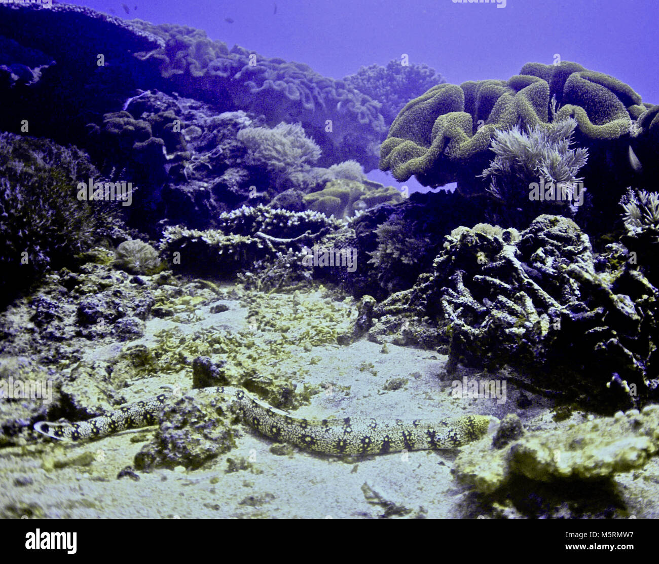 Questo altamente velenosi serpenti di mare (Enhydrina schistosa) è una delle più comuni nelle acque Indo-pacifico, dove è la causa della maggior parte dei decessi umani derivanti dal mare i morsi di serpente. Il suo veleno è più tossico rispetto a quello del cobra. A differenza della maggior parte dei serpenti di mare, che non attaccano gli esseri umani, questa specie ha una reputazione di aggressione e deve quindi essere affrontato con cautela. In comune con tutti i serpenti, si respira aria. Si può soggiornare per un massimo di un'ora subacquea, dove le prede di piccoli pesci. Nota il paddle-come tail; una caratteristica unica di serpenti di mare che li assiste nel nuoto. Sulawesi, Indonesia. Foto Stock